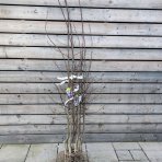 Slivka domáca (Prunus domestica) ´STANLEY´ - stredne skorá, výška 150-180 cm, voľnokorenná